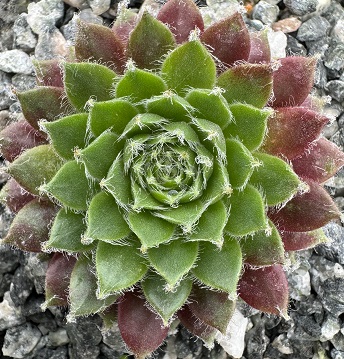 Sempervivum 'Royal Opera' 